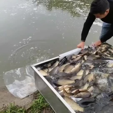 鲫鱼