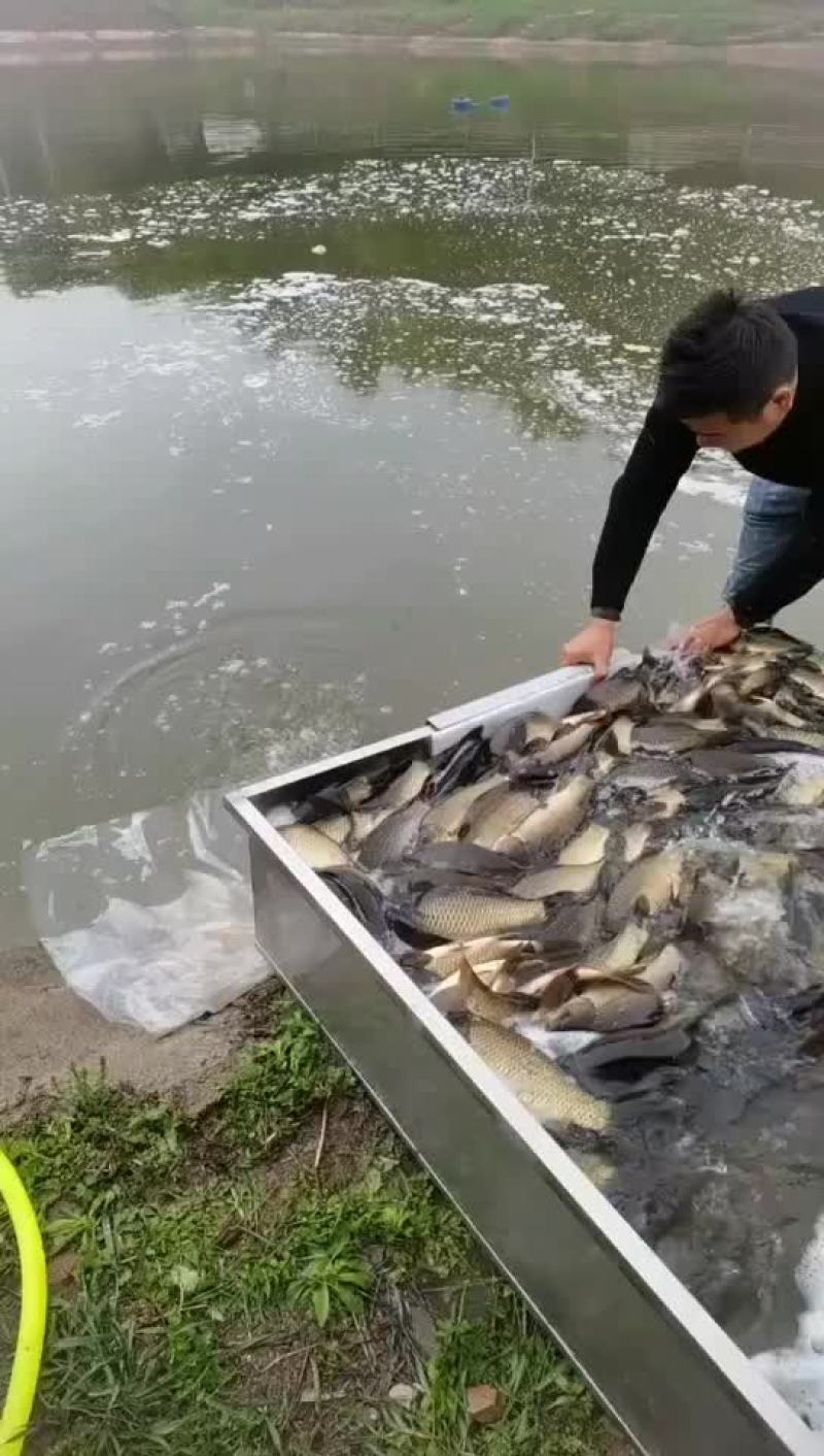 鲫鱼