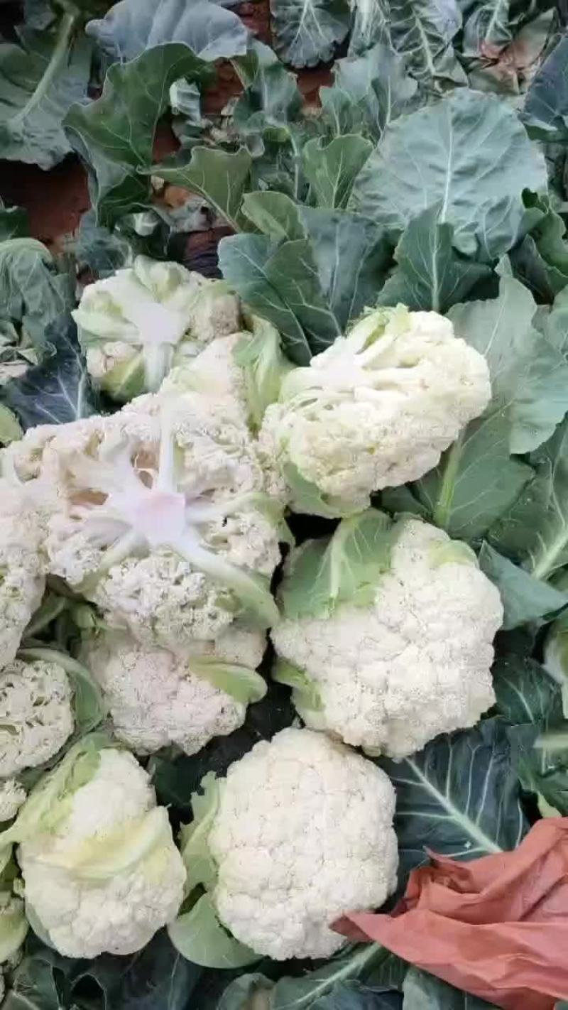 松花