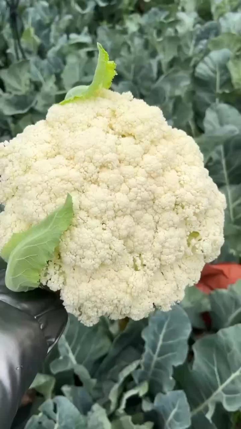 松花