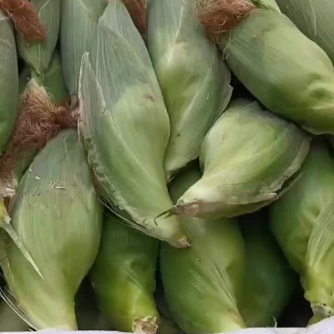 新鲜玉米大量上场