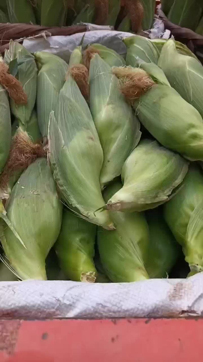 新鲜玉米大量上场