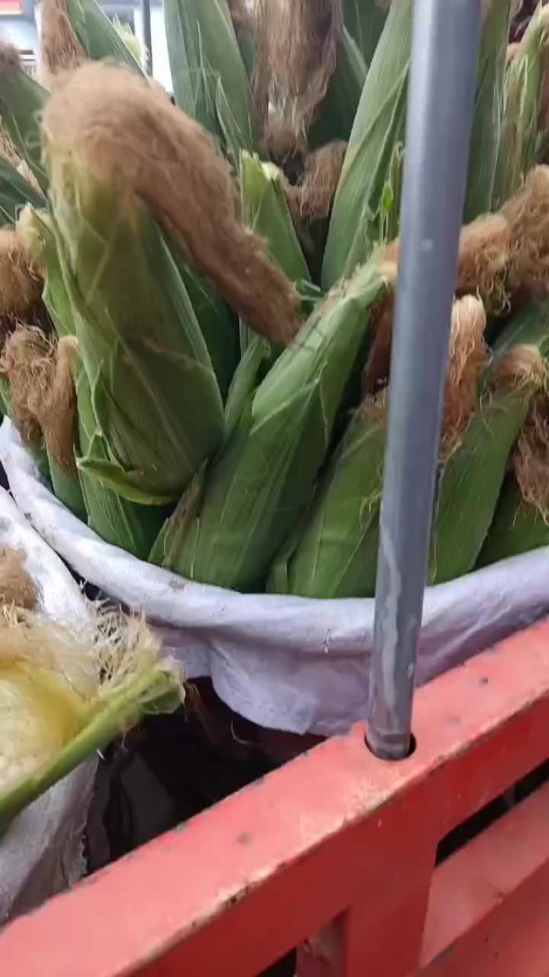 新鲜玉米大量上场