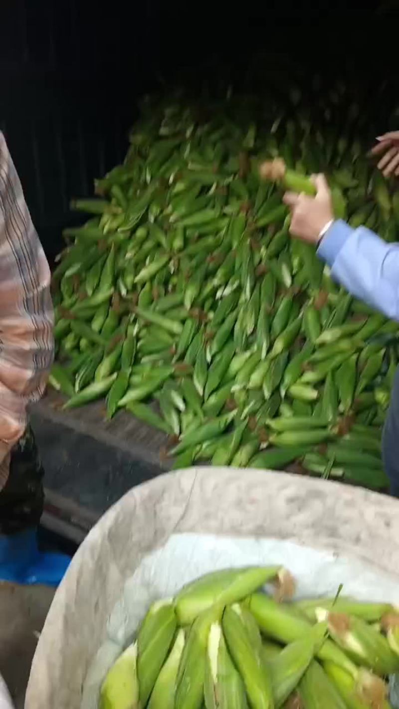新鲜玉米大量上场