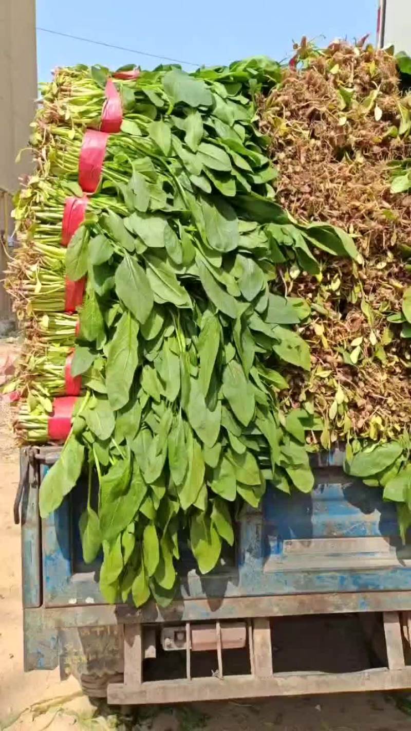河北省邯郸市永年区小叶菠菜大量上市，精品小叶菠菜。