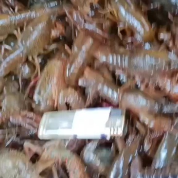 小龙虾批发零售