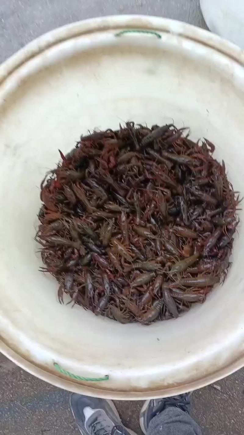 阿信水产