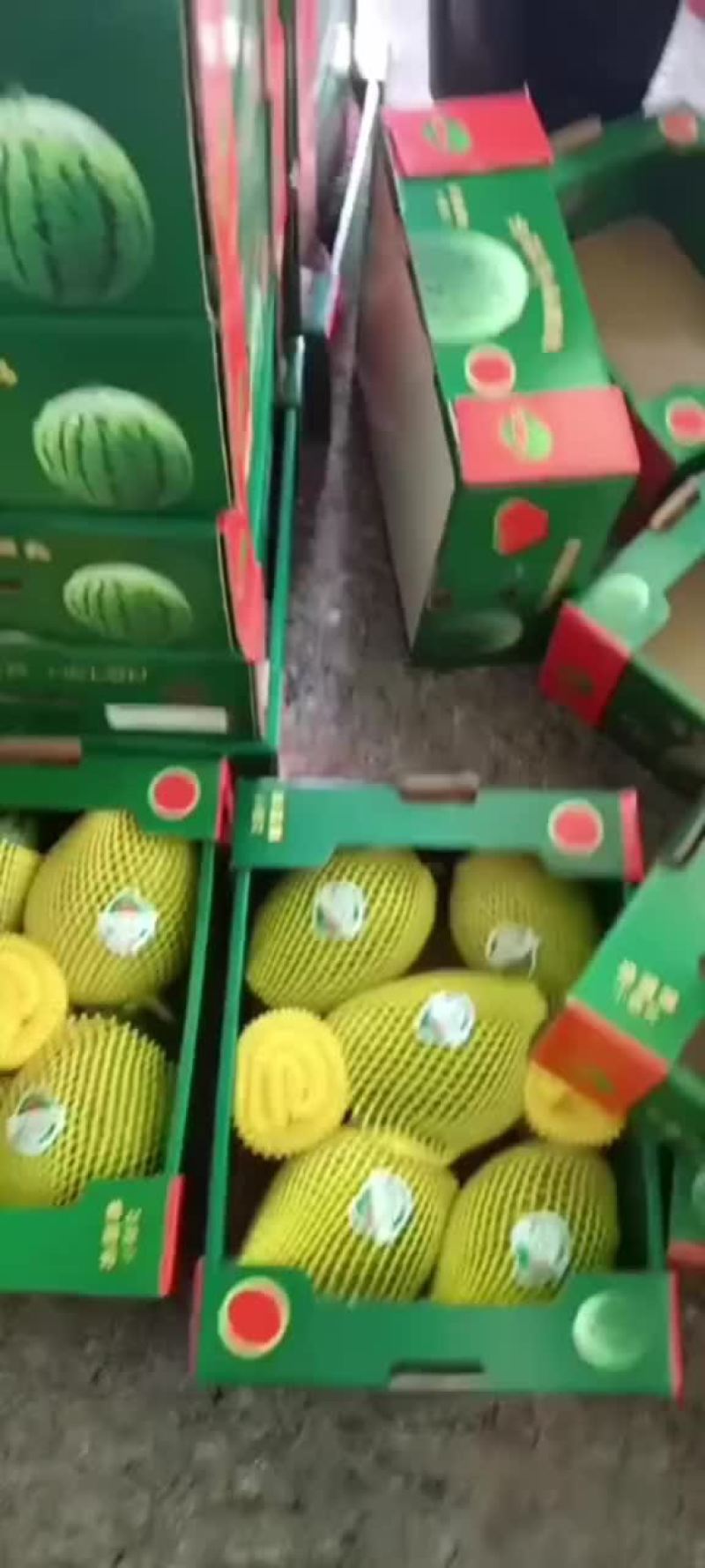 2k西瓜大量上市