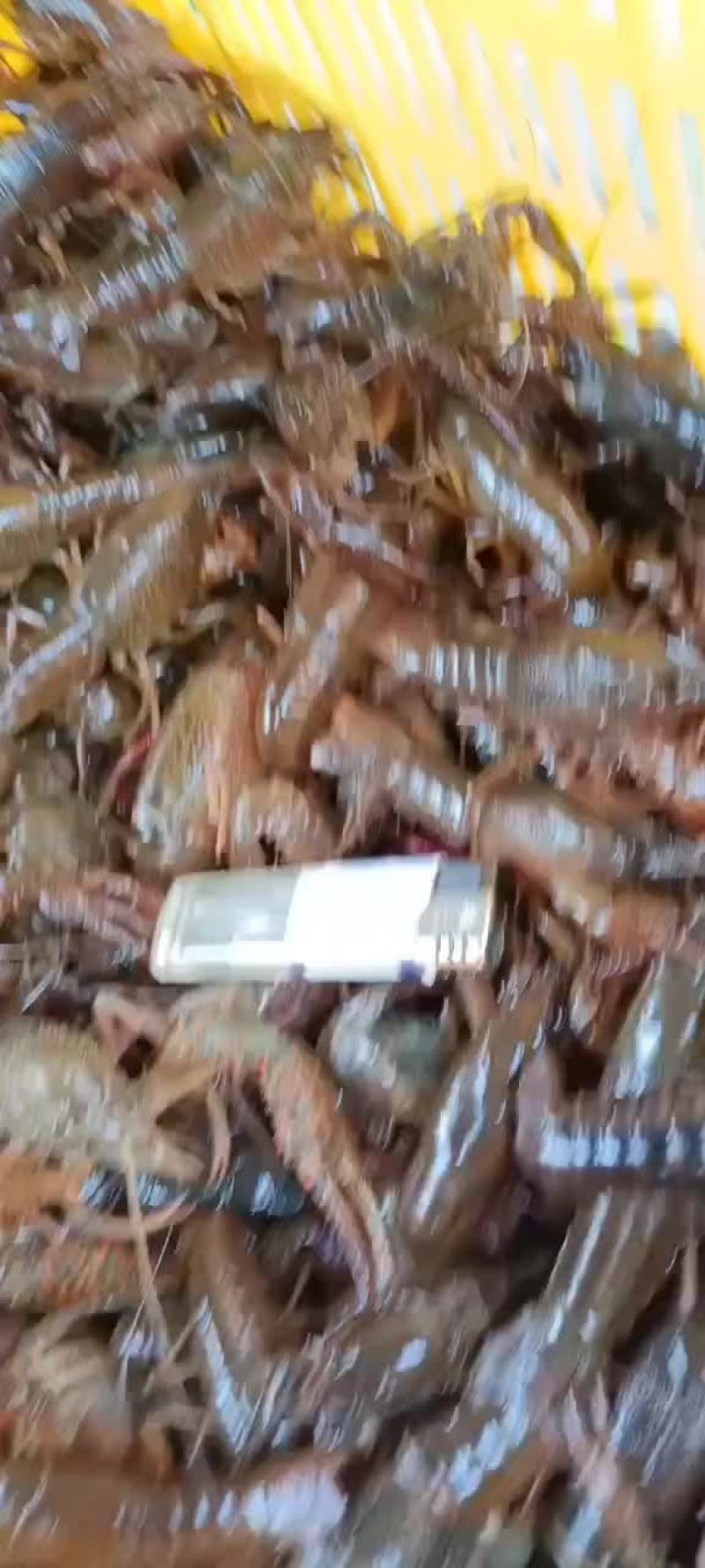 阿信水产