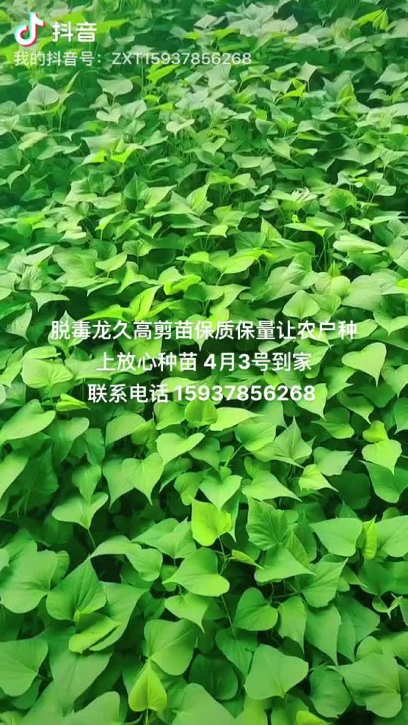 脱毒龙久种苗