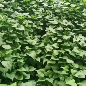 脱毒龙久种苗