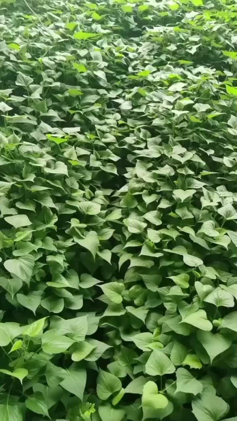 脱毒龙久种苗