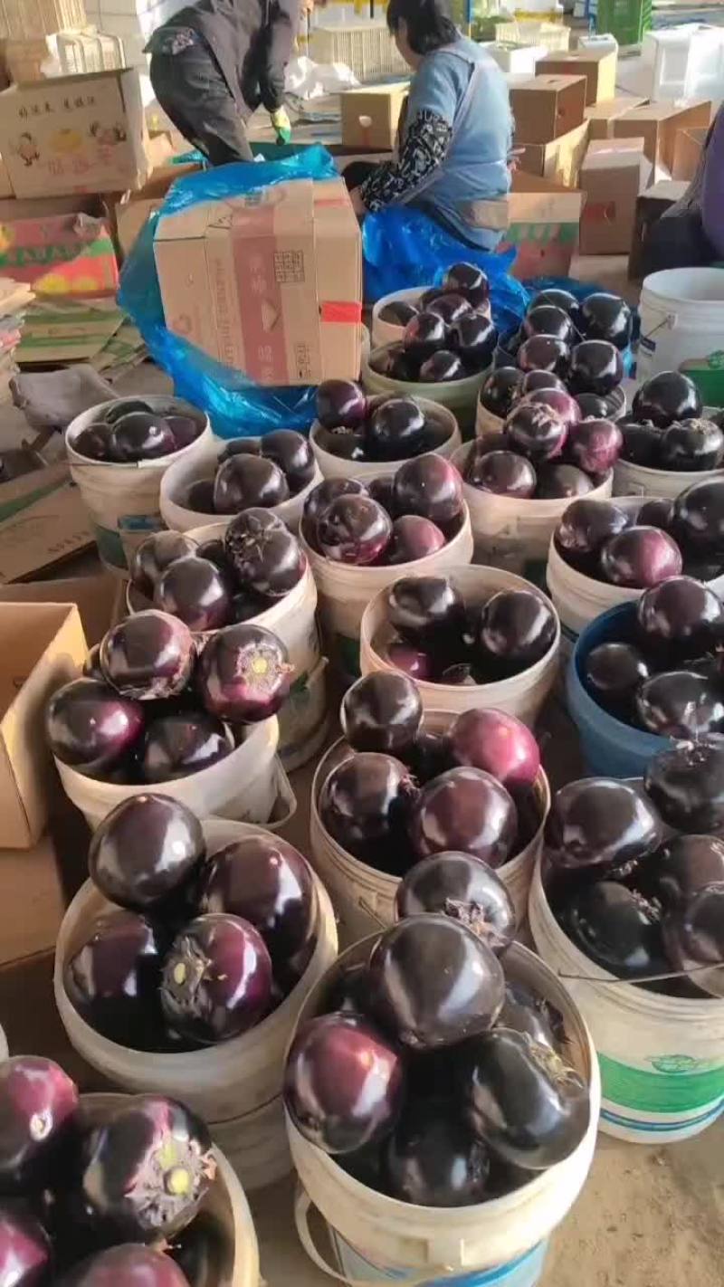 圆茄