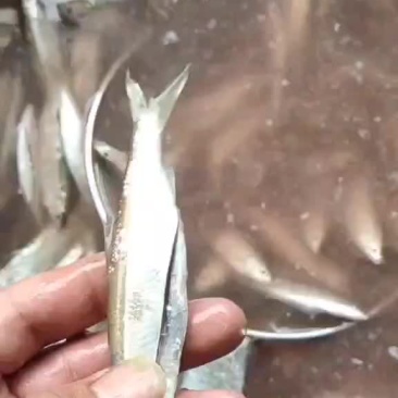 小兰刀