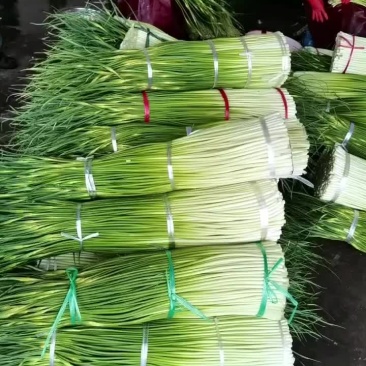 灰叶子蒜苔上市中，精品，口嫩，味道好