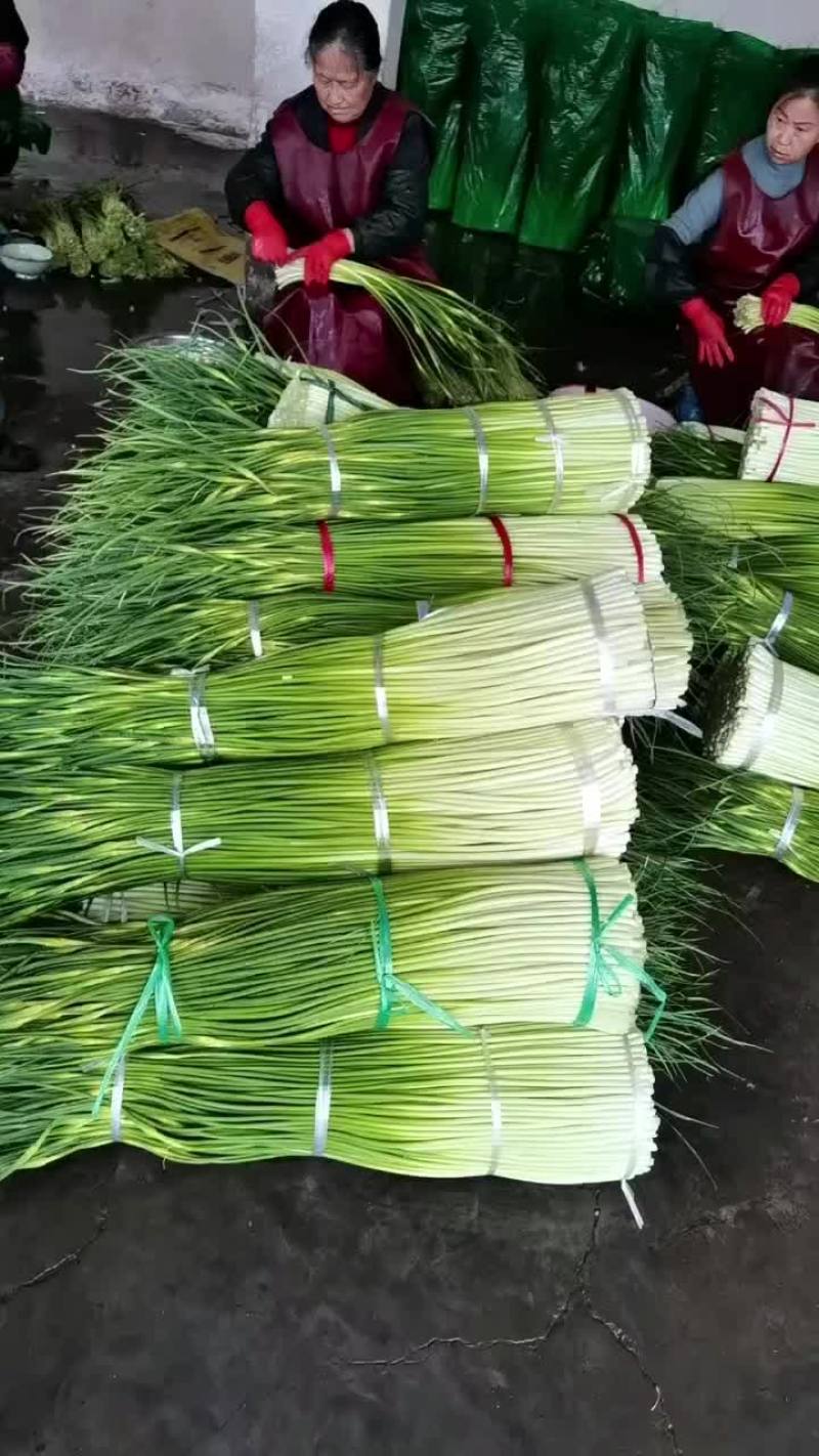 灰叶子蒜苔上市中，精品，口嫩，味道好