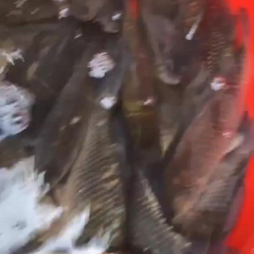 鲫鱼