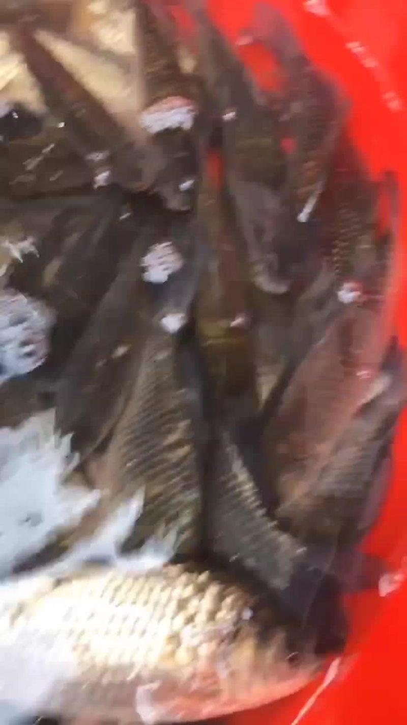 鲫鱼