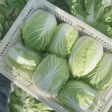 海安精品大白菜