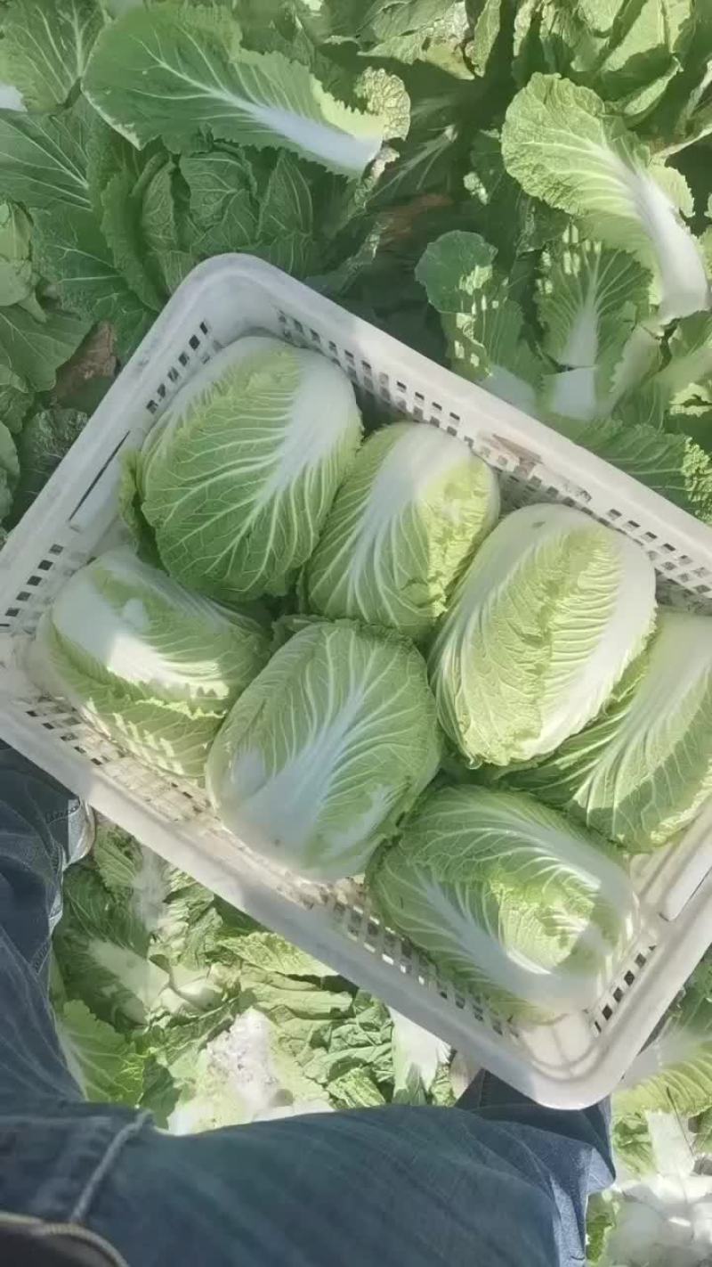 海安精品大白菜