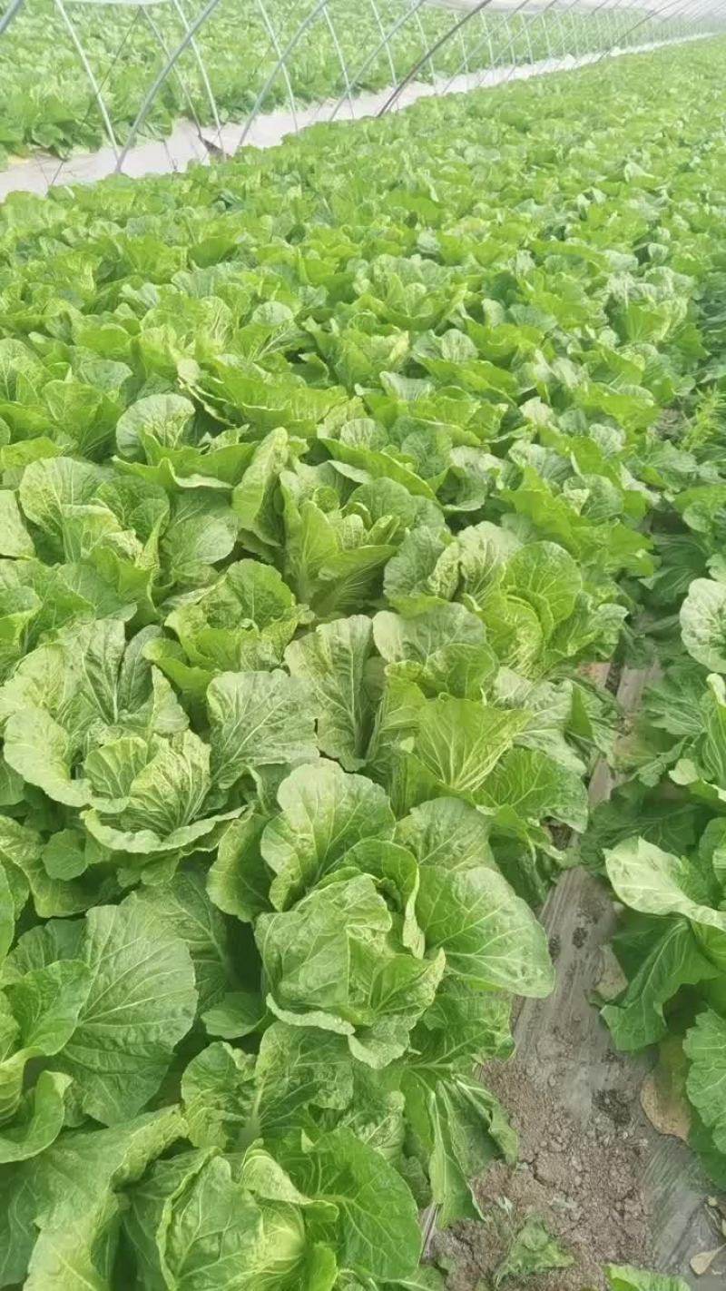 海安精品大白菜