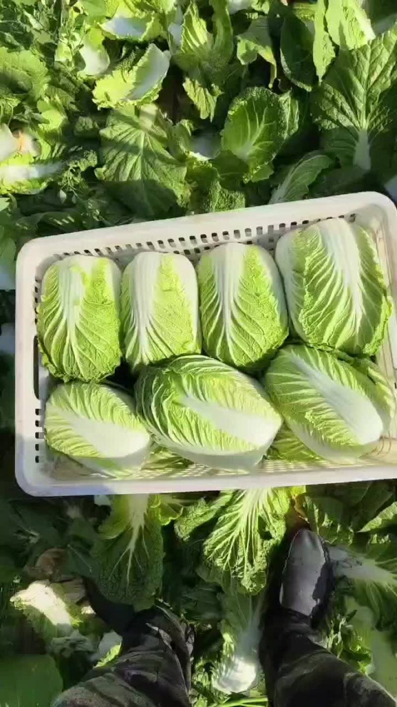 海安精品大白菜
