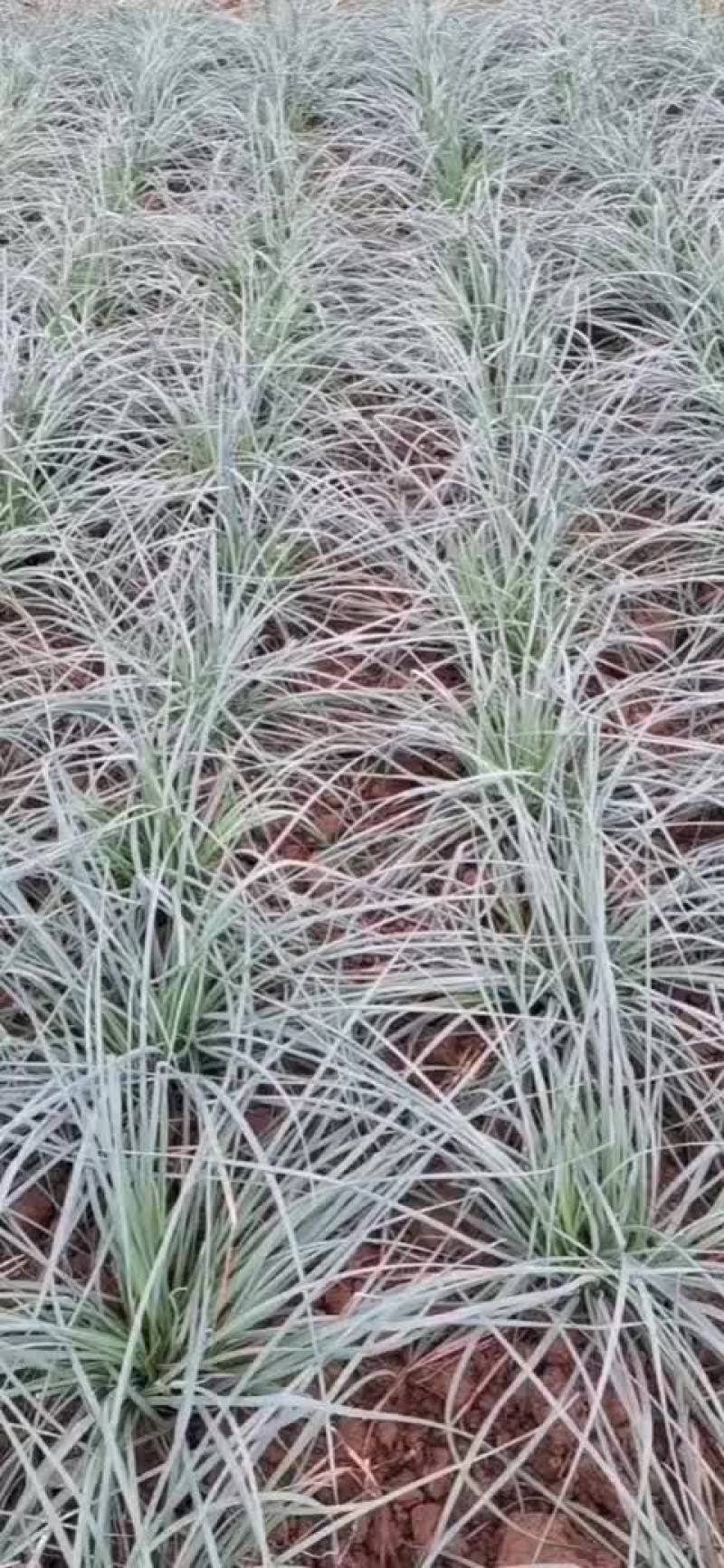 藠头