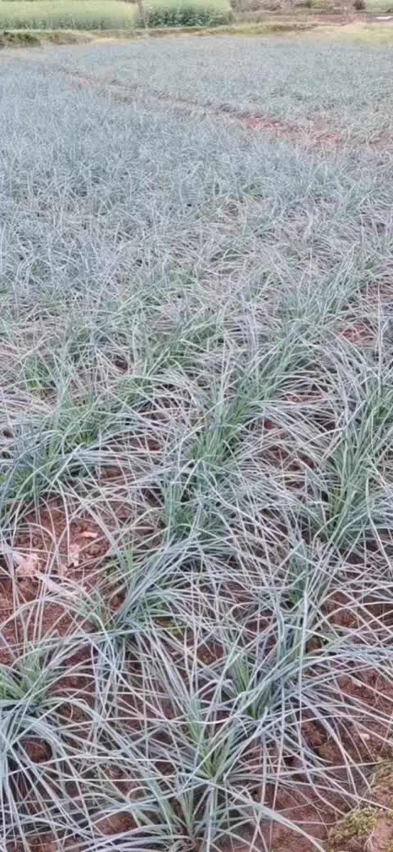 藠头
