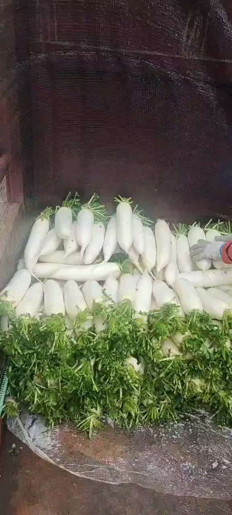 白萝卜
