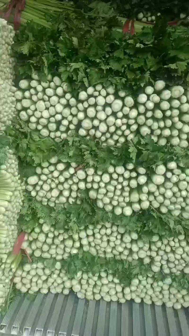 河北精品西芹货源充足产地直发对接市场商超