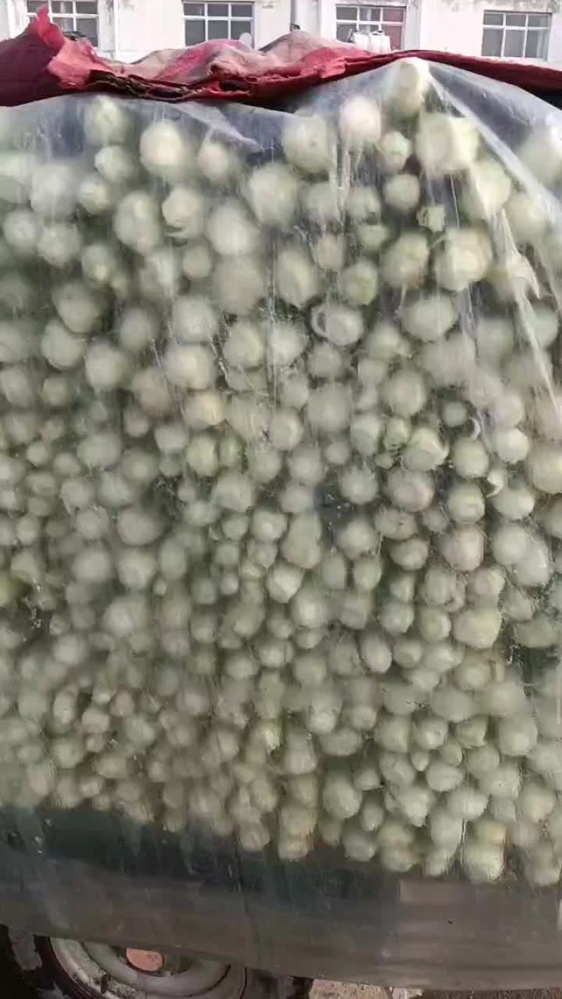 河北精品西芹货源充足产地直发对接市场商超
