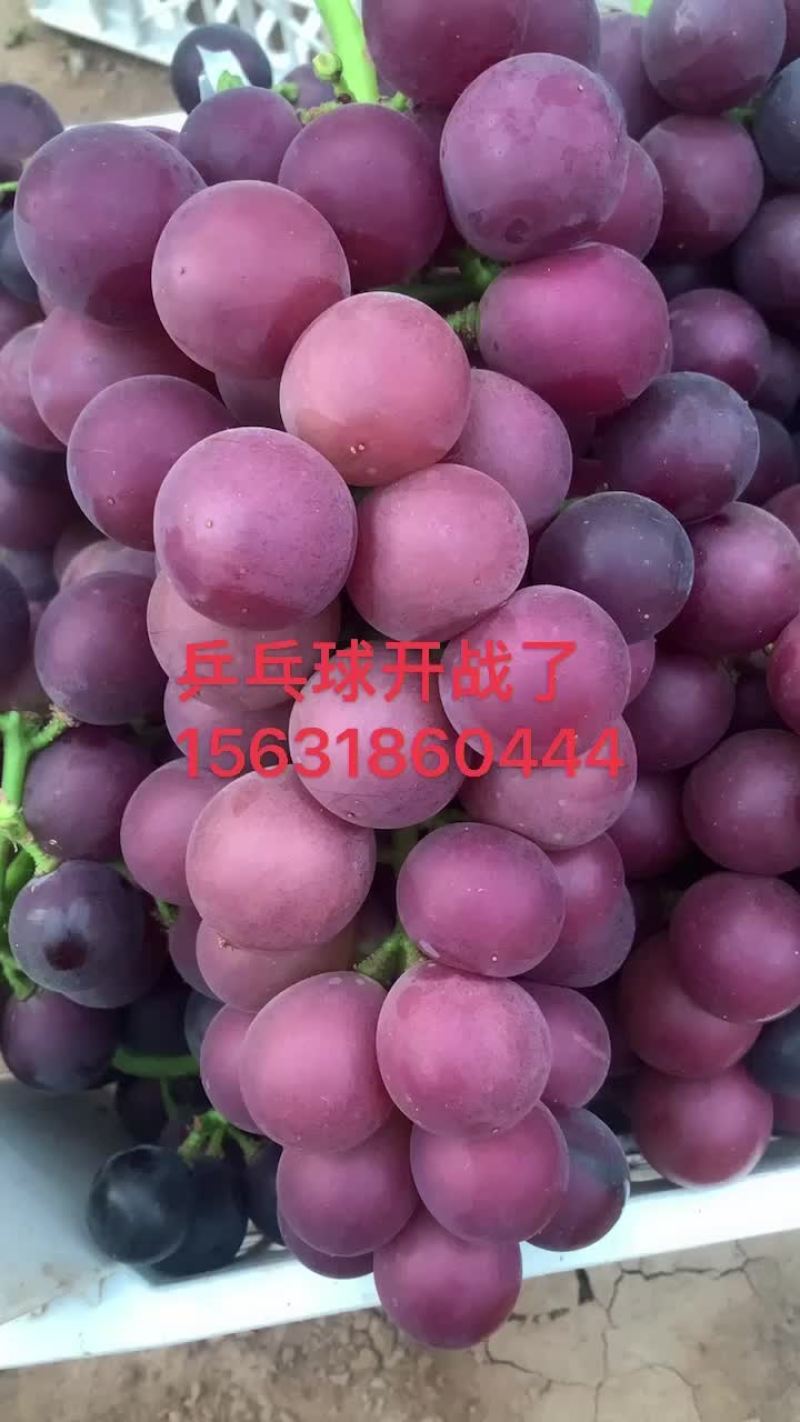 乒乓球、藤稔葡萄大量上市，产地一手货源，对接大型批发商