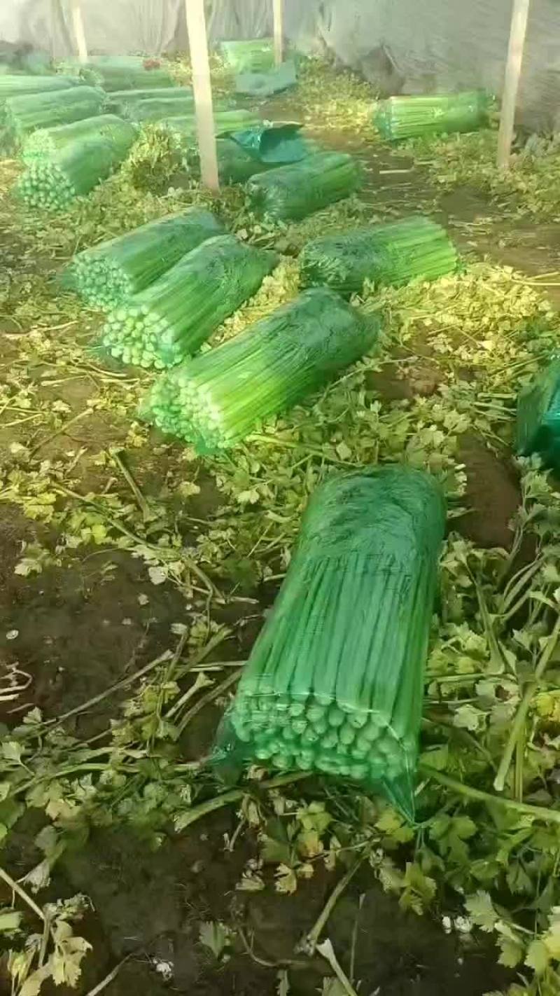 河北精品西芹货源充足产地直发对接市场商超