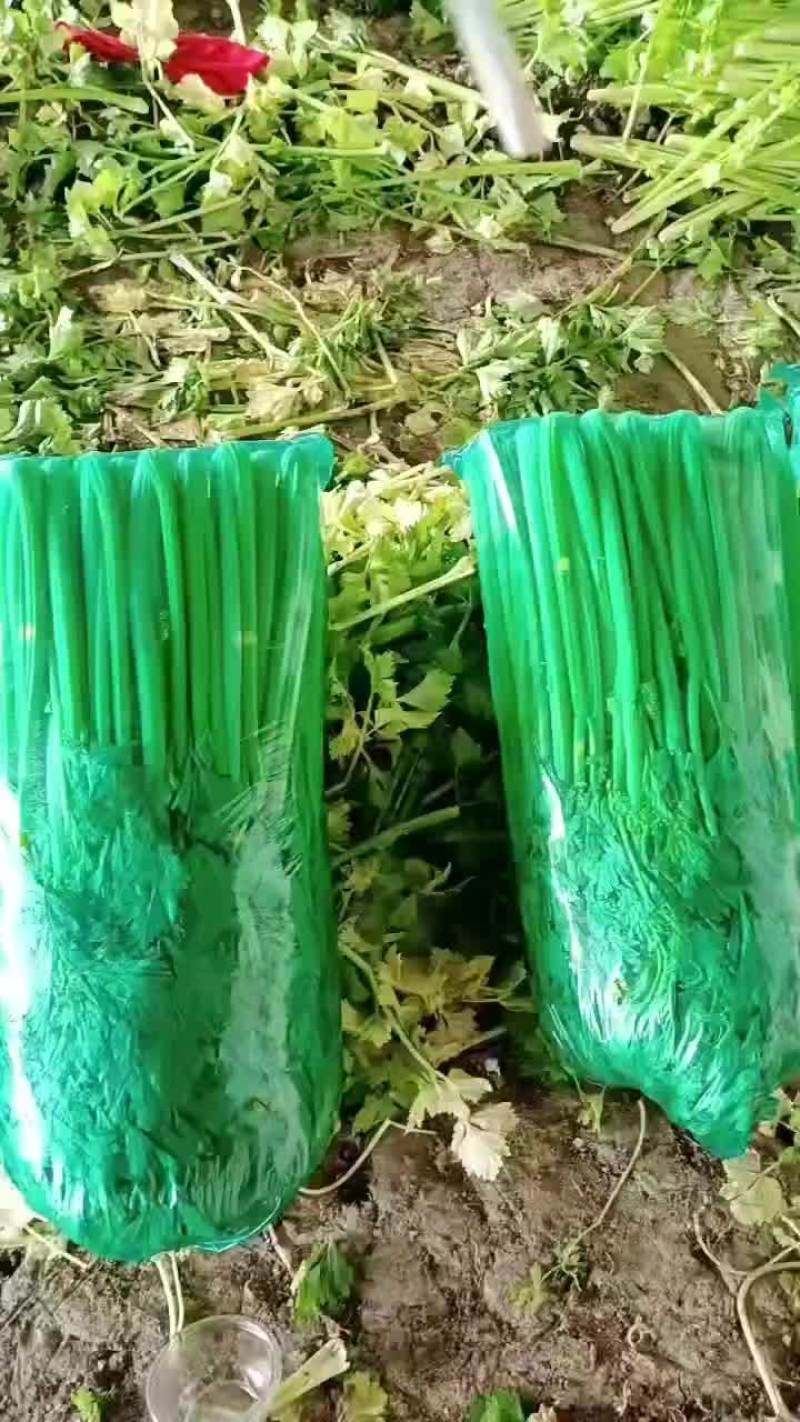 河北精品西芹货源充足产地直发对接市场商超