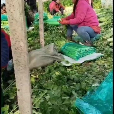 河北精品西芹货源充足产地直发对接市场商超