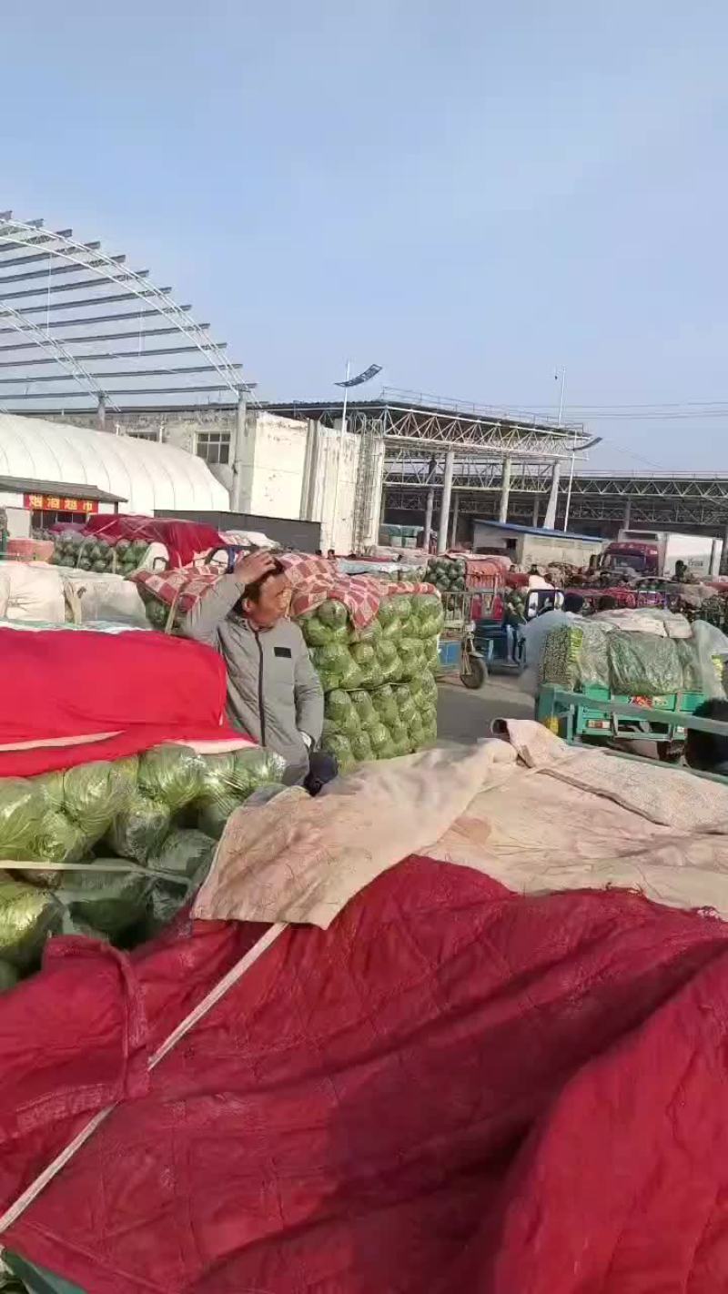 河北省邯郸市丛台区联帮蔬菜批发市场全年供应中甘21甘蓝