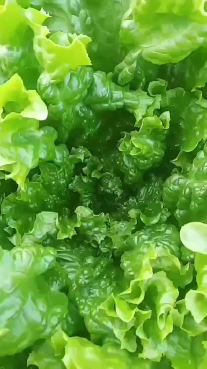 河北邯郸联帮蔬菜批发市场青叶生菜大量上市