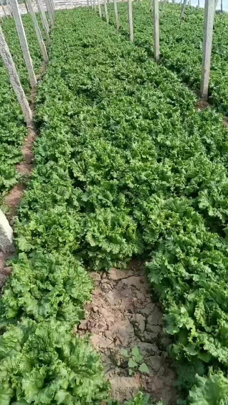 河北邯郸联帮蔬菜批发市场青叶生菜大量上市