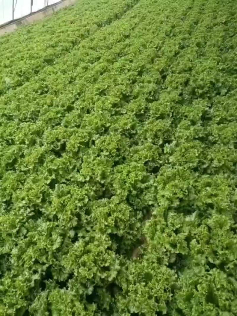 河北邯郸联帮蔬菜批发市场青叶生菜大量上市