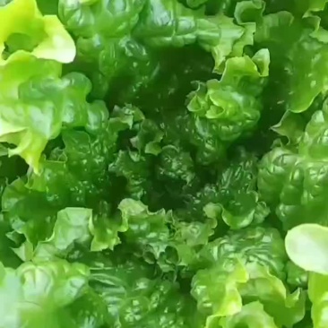 河北邯郸联帮蔬菜批发市场青叶生菜大量上市