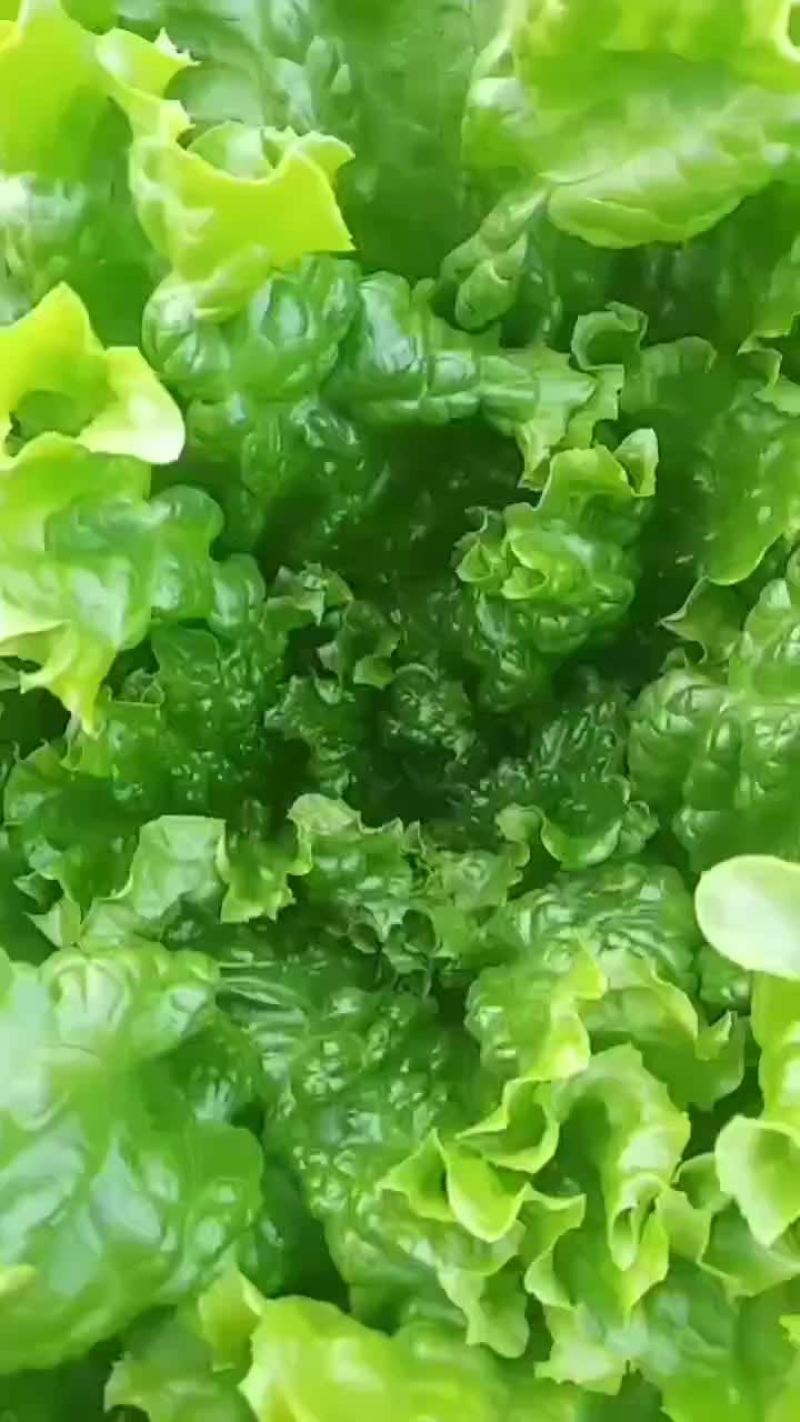 河北邯郸联帮蔬菜批发市场青叶生菜大量上市