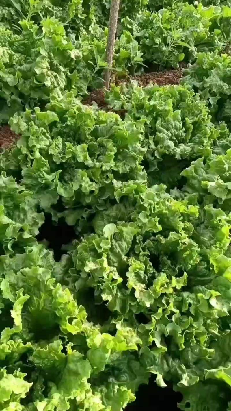 河北邯郸生菜全国发货生菜产地直发对接市场商超