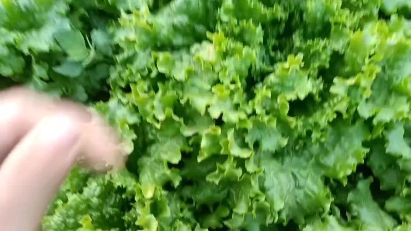 河北邯郸生菜全国发货生菜产地直发对接市场商超