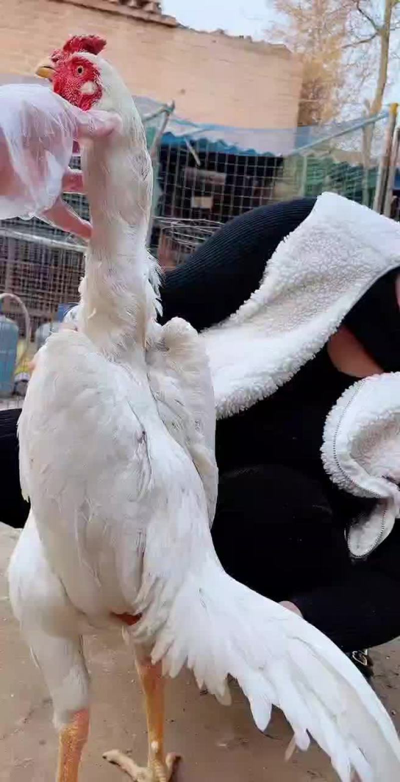 白龙