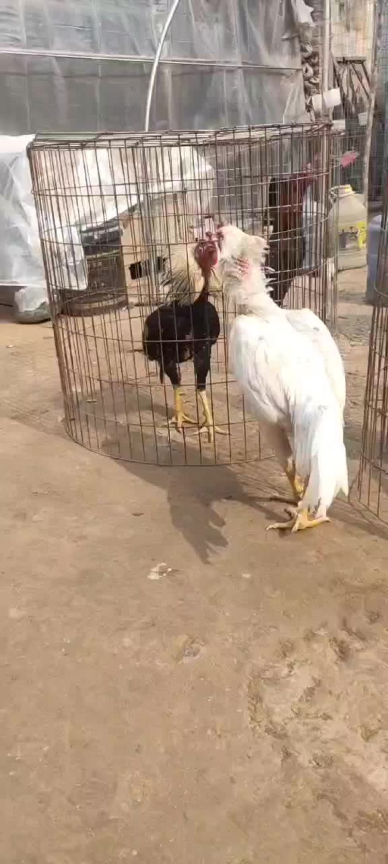 白龙