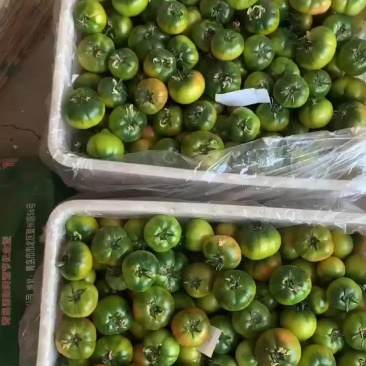 正宗草莓西红柿好吃不贵！！
