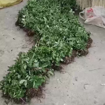 重楼苗