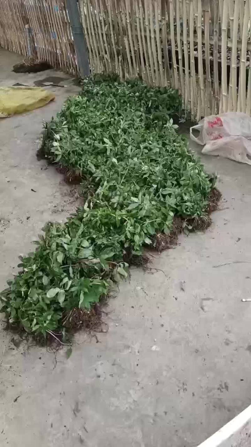 重楼苗