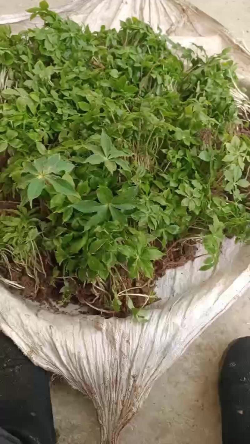 重楼苗