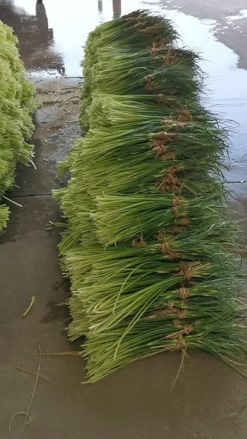蒜苔